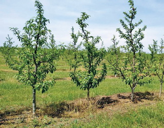 Персик найбільше потребує азоту в період розвитку насіння